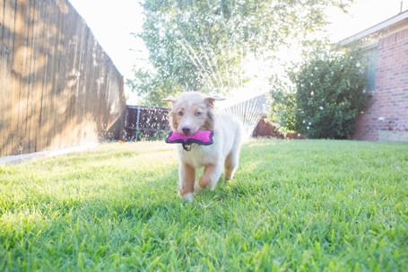 Dog fetches a toy while playing in the backyard of a home.