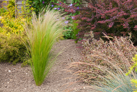drought-resistant plants