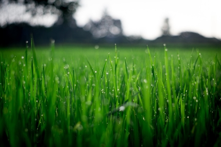 Photo by FOX: https://www.pexels.com/photo/shallow-focus-photography-of-green-grasses-during-daytime-212324/