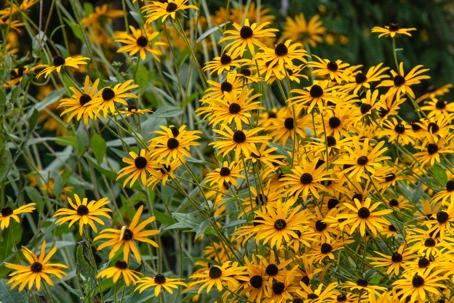 Photo by Skyler Ewing: https://www.pexels.com/photo/tender-rudbeckia-hirta-flowers-growing-on-meadow-5754235/