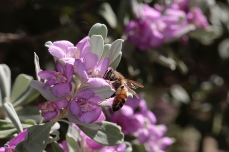 Texas honey bee on Texas sage bush in bloom