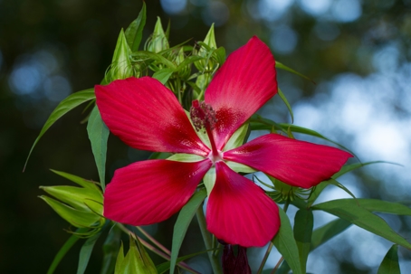 texas star hibiscus