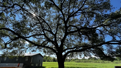 Backyard Playground Before Photo