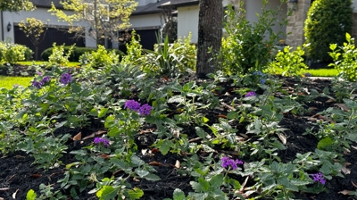 Flower Beds Photo
