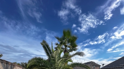 Poolside Landscaping - Completed Project Photo